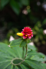 Obraz premium Colorful exotic plant blooming in greenhouse. Natural plants background.