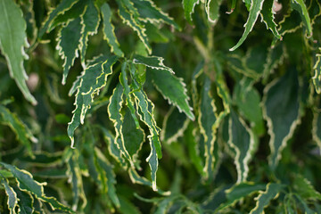 Green leaves of tropical plants texture and background. Gardening and growing plants hobby.