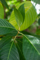 Green leaves of tropical plants texture and background. Gardening and growing plants hobby.