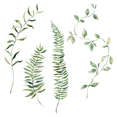 Watercolor tropical set of fern leaves. Hand painted floral elements isolated on white background. Holiday Illustration for design, print, fabric or background.