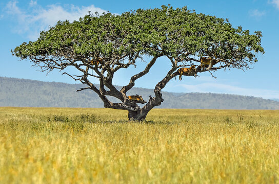 lionnes se reposant dans les branches d'un acacia au milieu de la savane africaine