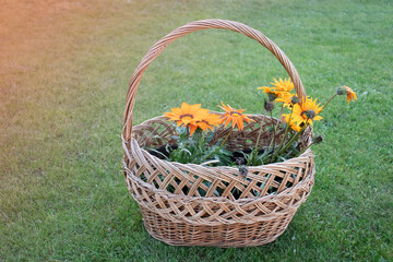Fototapeta na wymiar orange gazania flowers in a wicker basket