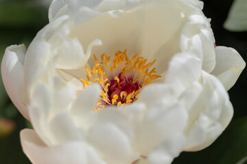 Fototapeta na wymiar wallpaper with flowers. bright floral background. Macro photography. isolated flower. unusual peonies. a woody peony. peony of delicate cream color