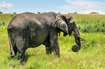 Fototapeta premium Elephant in very close-up in the African savannah
