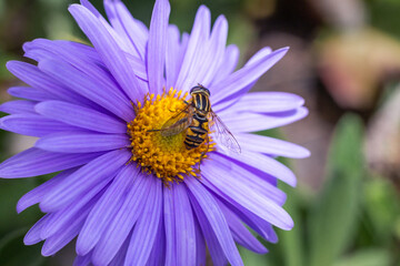 floral wallpaper. background with flowers macro photography, close-up of plants. small purple flowers. lilac astra. an insect on a flower.
