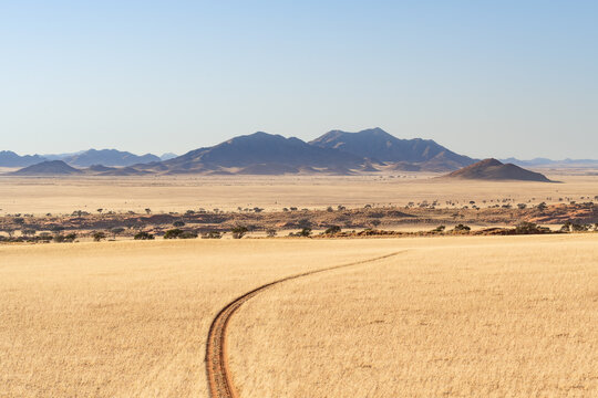 Desert landscape with acacia trees and red sand dunes in NamibRand Nature Reserve,  Namib, Namibia