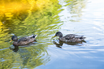 A ducks or mallards swims in a pond in nature. Waterbird and wildlife.