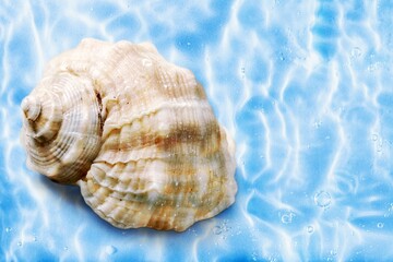 Obraz na płótnie Canvas Open shell of great scallop shellfish of edible marine bivalve mollusk. Fan shaped calcareous sea clam.