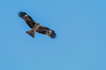 eagle in flight (Black kite)