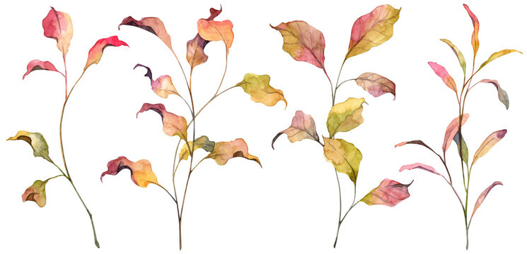 Set of hand painted watercolor autumn leaves. Realistic botany withered colorful leaves on white background