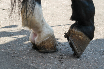 Horse hooves with a horseshoe posing