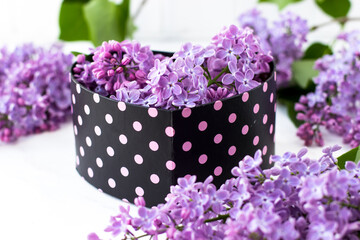 A heart-shaped box with lilacs inside. Beautiful black box in pink polka dots on a white background