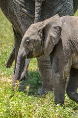 Baby elephant walking in the green grass of the savannah under the protection of its mother