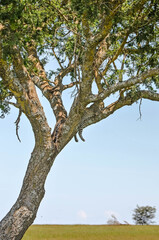 Obraz premium Leopard resting in the braches of an acacia in the middle of the African savanna