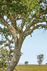 Leopard resting in the braches of an acacia in the middle of the African savanna