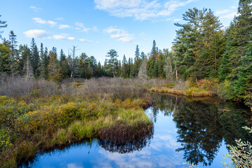 Fototapeta na wymiar Pond in a pine forest on a clear autumn day. Reflection in the calm waters.