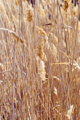 Dry flowers reed as beauty nature background, Abstract natural backdrop. Reeds grass or pampas grass outdoors with daylight, life style tranquil scene, dried trendy wild plants. Soft focus