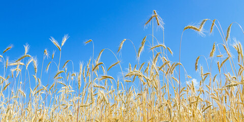 Banner with wheat grain on field against clear blue sky. Agricultural grain crop growing on field....