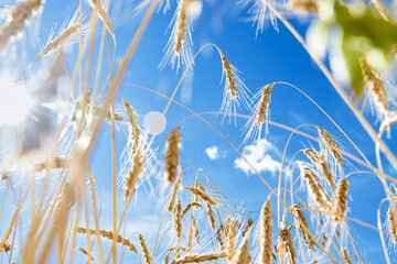 Grain crops on field against blue sky. View below of grains crop on field. Harvest wheat, barley, rye as creative background. Ears of cereals at sunlight, lens flare light effect - obrazy, fototapety, plakaty