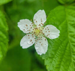 White Wildflower