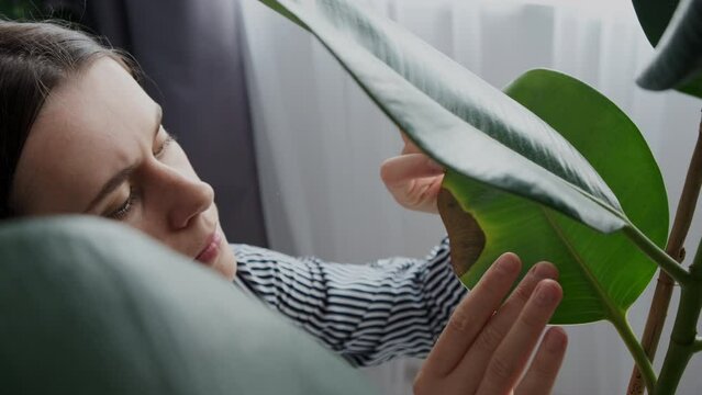 Close up of serious young caucasian woman looking at sick plant which is suffering because of parasites. Death of indoor plants from dry air at home. Water or wrong temperature, gardening concept