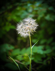 dandelion
