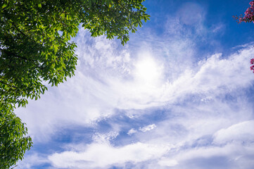 Fototapeta premium 夏空と木