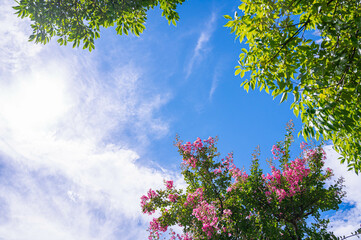 夏空とサルスベリの花