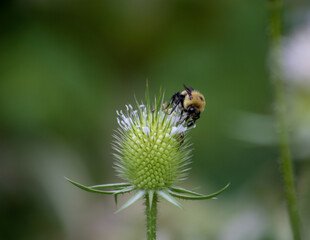 bee on a flower