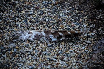 Feathers on the Ground