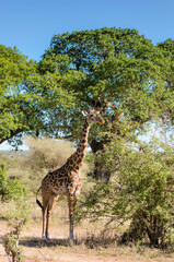 Giraffe in a beautiful landscape of the African savannah