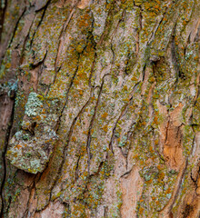 Tree bark background