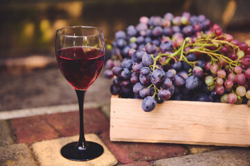 Still life with grapes harvest in a wooden crate and glass with wine in an ecological vineyard. Viticulture and viniculture. Agribusiness. Eco farming. Copy advertising space for promotional text