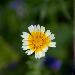 Obraz premium pretty yellow and white flower head of the crown daisy glebonis coronaria with a blurred green background