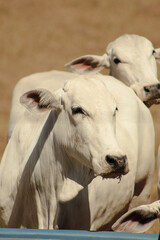 Fototapeta premium feeding and grazing of Brazilian cattle