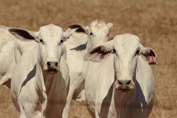feeding and grazing of Brazilian cattle