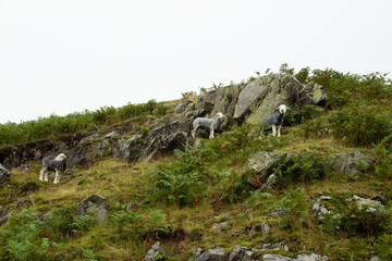 Yorkshire Landscape - Sheep