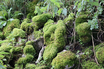 Yorkshire Landscape - dry stone walls and moss