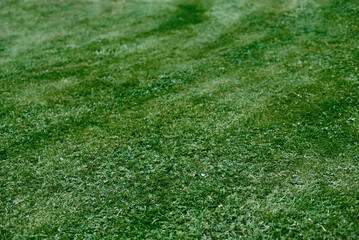 Fototapeta na wymiar Perfect field lawn with clover. Bright green English lawn. Selective focus.