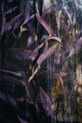 Purple plant through glass with water drops.