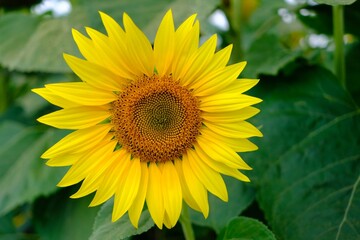 Gelbe Sonnenblumen vor einem unscharfem Hintergrund