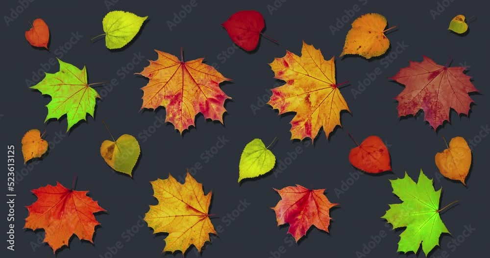 Wall mural animated pattern background of rotating dry autumn leaves with shadow, happy thanksgiving background