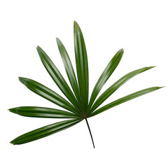 Lady palm leaf on white background