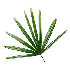 Lady palm leaf on white background - 523613127