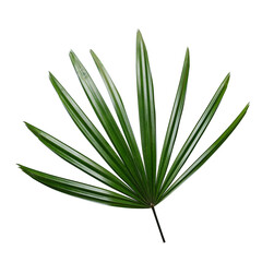 Lady palm leaf on white background