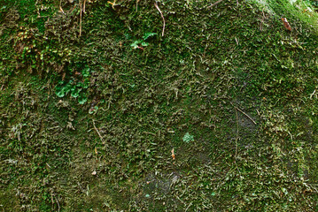 Obraz premium Beautiful moss close-up on the stone. Beautiful background from moss for wallpaper. Moss macro scene.