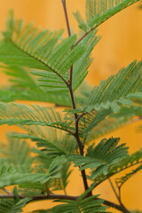 Fototapeta premium European mimosa tree close up of leaves