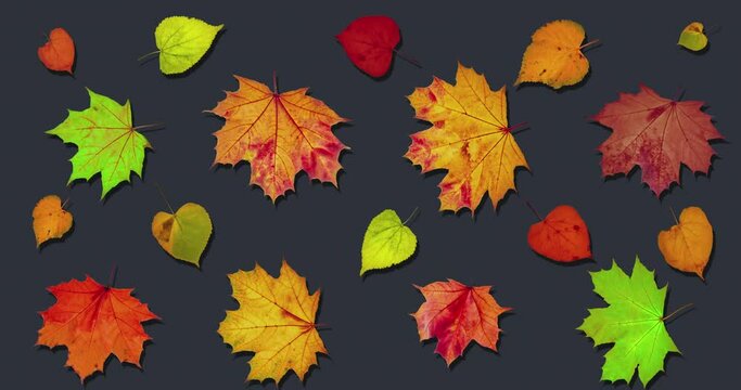 Animated pattern background of rotating dry autumn leaves with shadow, happy thanksgiving background concept