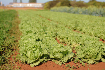 Obraz premium Lettuce plantation in Brazil. high standard agriculture