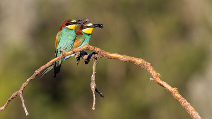 Bee-eater perched on a branch near their nests often with an insect in their beak